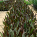 Canna Indica 'Purpurea' 30 - 50cm Overall Height - Greensouq - 