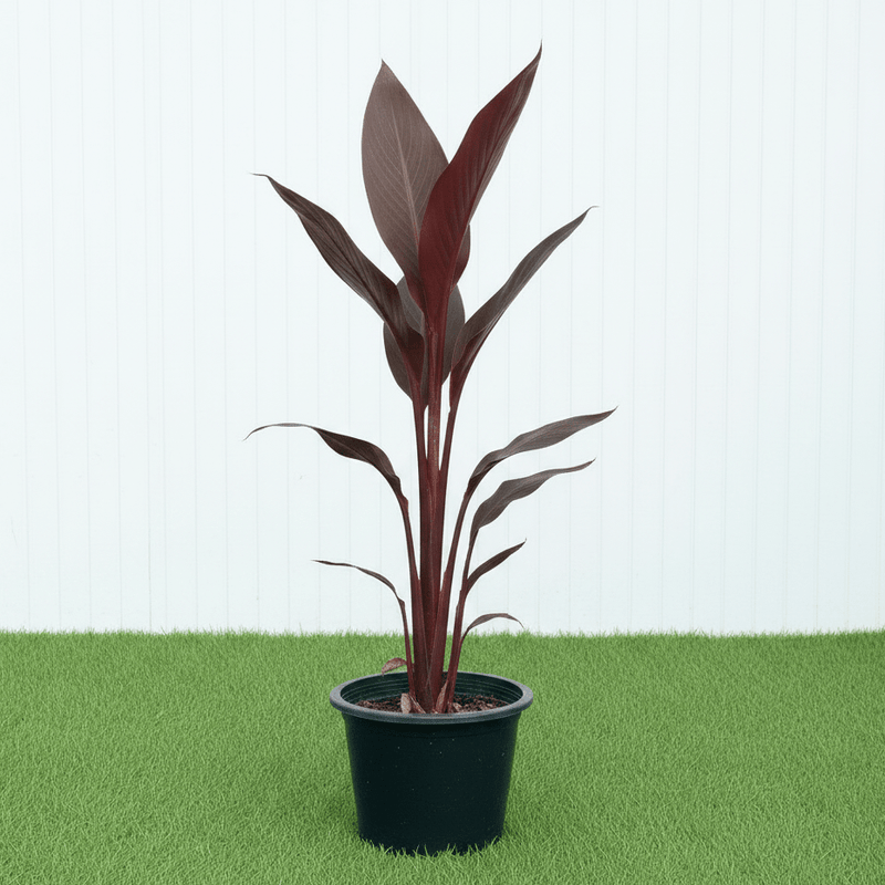 Canna Indica 'Purpurea' (30 - 50cm) | UAE's Unique Striking Plant! - Greensouq - 