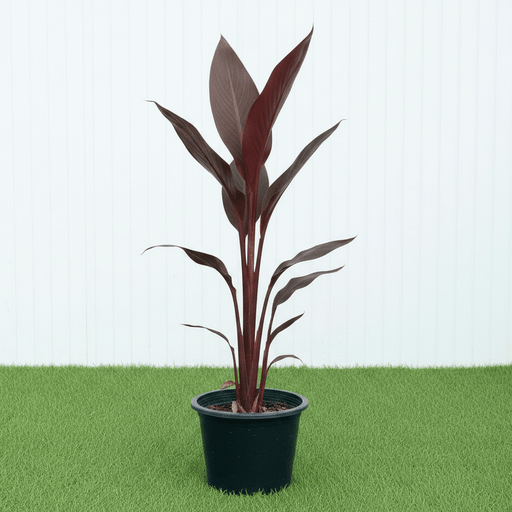 Canna Indica 'Purpurea' (30 - 50cm) | UAE's Unique Striking Plant! - Greensouq - 