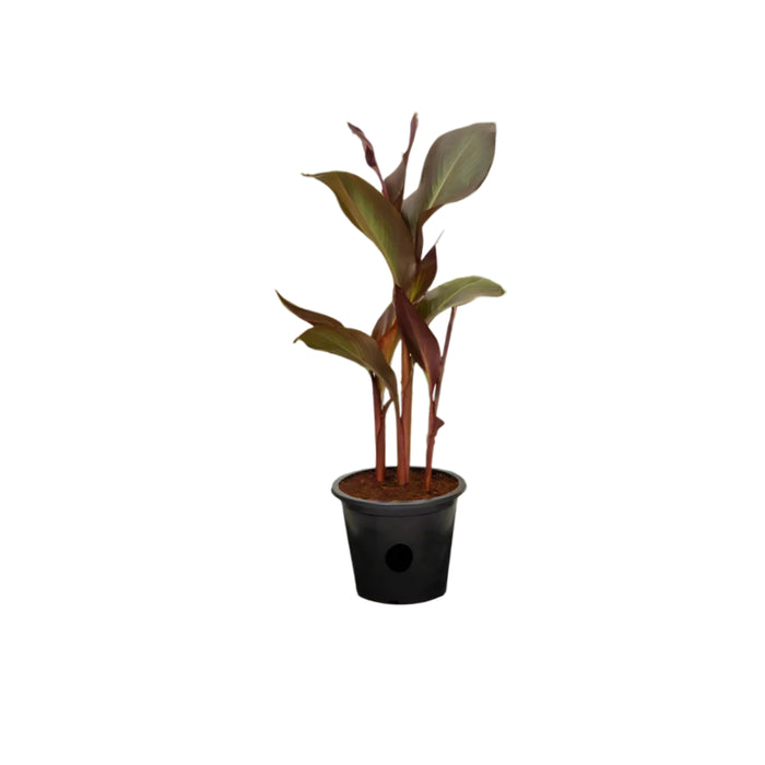 canna red greensouq