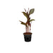 canna red greensouq