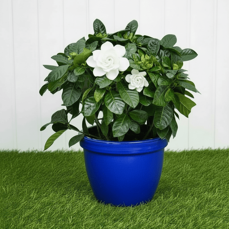 Cape Jasmine Outdoor | Dubai's Best Sellers! - Greensouq - 