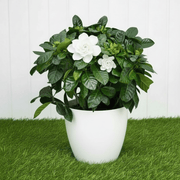 Cape Jasmine Outdoor | Dubai's Best Sellers! - Greensouq - 
