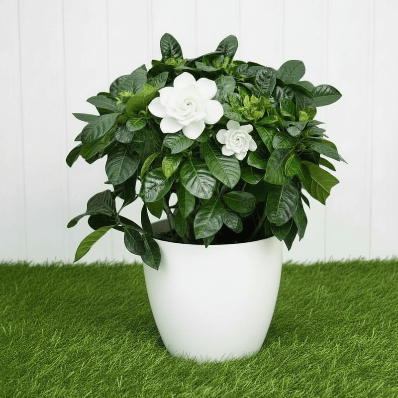 Cape Jasmine Outdoor | Dubai's Best Sellers! - Greensouq - 