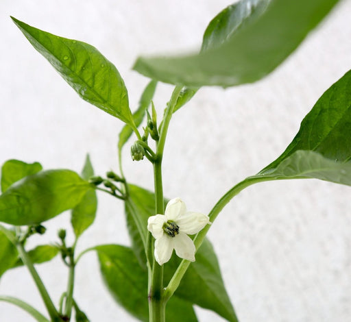 Capsicum Plant "Organic" - Greensouq - 