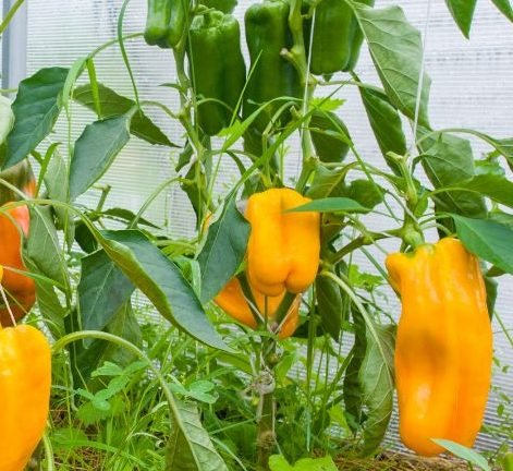 Capsicum Plant "Organic" - Greensouq - 