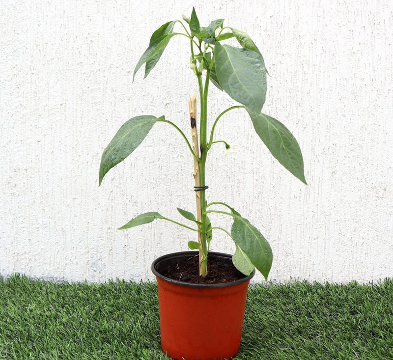 Capsicum Plant "Organic" - Greensouq - 