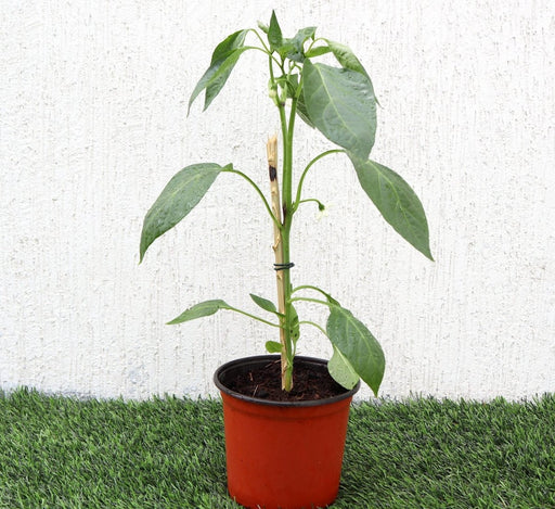 Capsicum Plant "Organic" - Greensouq - 