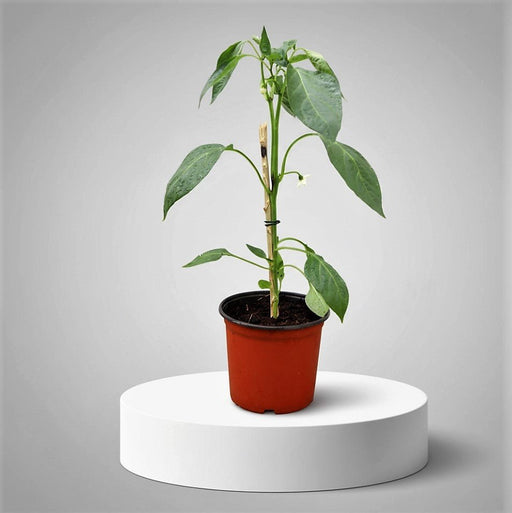Capsicum Plant "Organic" - Greensouq - 