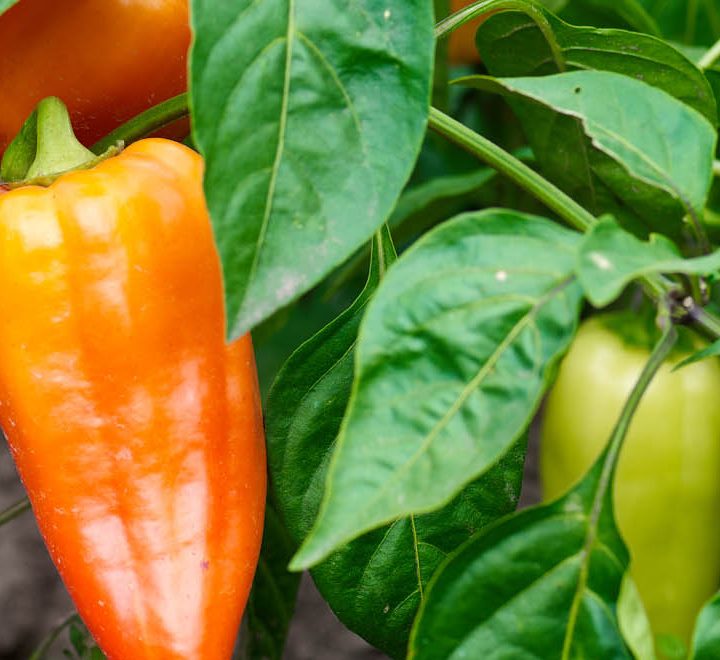 Capsicum Plant "Organic" - Greensouq - 