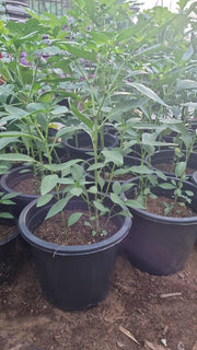 Capsicum Plant "Organic" | UAE Good Greens! - Greensouq -