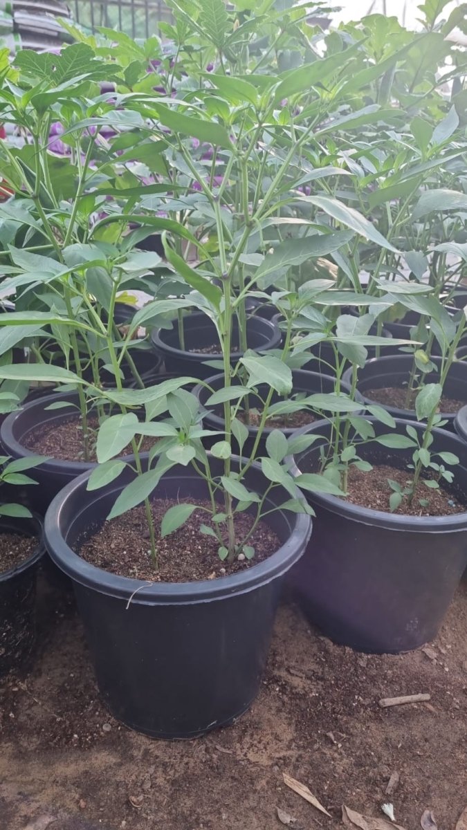 Capsicum Plant "Organic" | UAE Good Greens! - Greensouq -