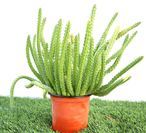 Caralluma Cactus "Caralluma Adscendens"0.2 - 0.3m - Greensouq - 