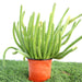 Caralluma Cactus "Caralluma Adscendens"0.2 - 0.3m - Greensouq - 