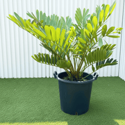 Cardboard Palm (0.5 - 0.7m) | UAE's Tropical Palm! - Greensouq - 