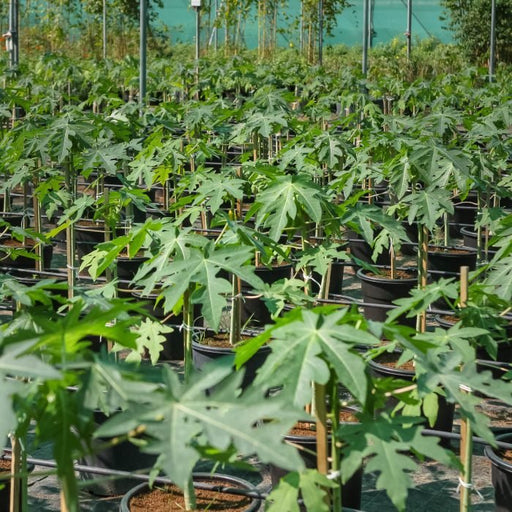 Carica Papaya or Papaya Tree (1.2m - 2.0m) شجرة البابايا - Greensouq - 
