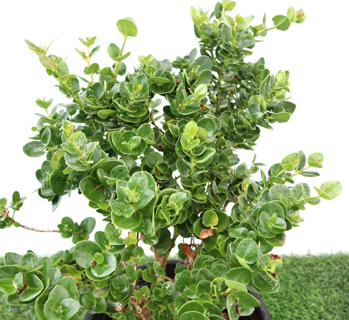 Natal Plum Seeds – Carissa Macrocarpa – 10 Fresh Seeds For Home Garden