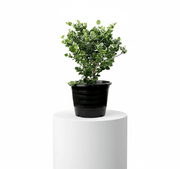 Carissa Grandiflora "Prostrata Natal Plum" - Greensouq - 