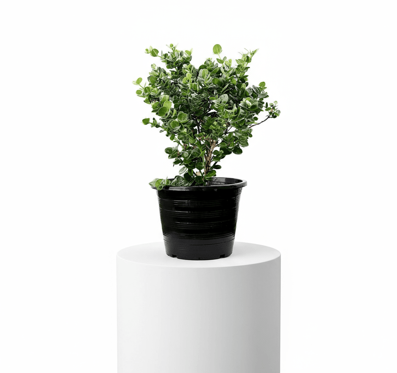 Carissa Grandiflora "Prostrata Natal Plum" - Greensouq - 