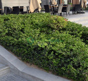 Carissa Grandiflora "Prostrata Natal Plum" - Greensouq - 