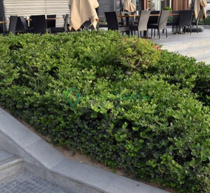 Carissa Grandiflora "Prostrata Natal Plum" - Greensouq - 