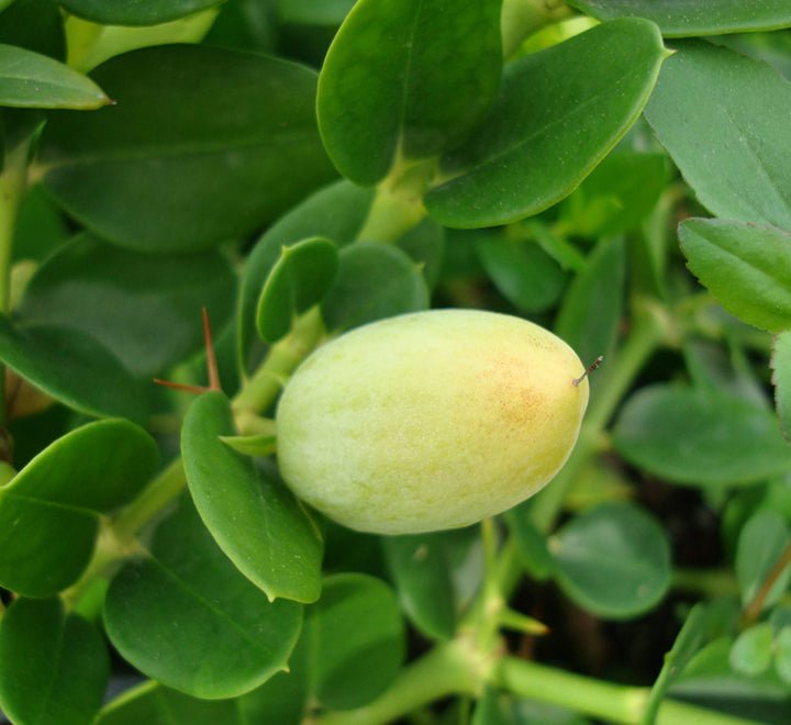 Carissa Grandiflora "Prostrata Natal Plum" - Greensouq - 