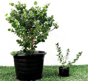 Carissa Grandiflora "Prostrata Natal Plum" - Greensouq - 
