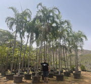 Carpentaria Acuminata "Carpentaria Palm" - Greensouq - 