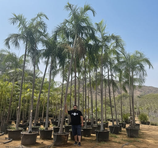 Carpentaria Acuminata "Carpentaria Palm" - Greensouq - 
