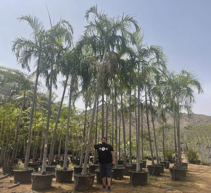 Carpentaria Acuminata "Carpentaria Palm" - Greensouq - 