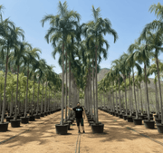 Carpentaria Acuminata "Carpentaria Palm" - Greensouq - 