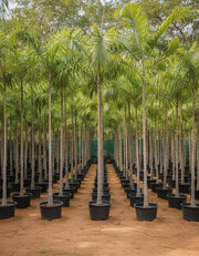 Carpentaria Acuminata "Carpentaria Palm" - Greensouq - 