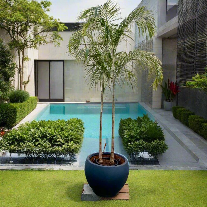 Carpentaria Acuminata "Carpentaria Palm" Multi Trunk 2.5 - 3.0m in Fiber Pot - Greensouq - 