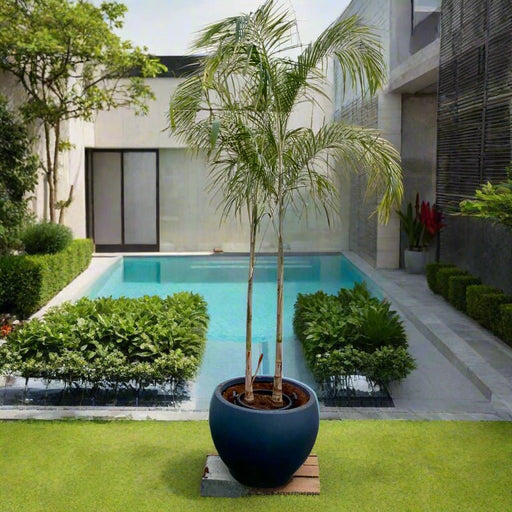 Carpentaria Acuminata "Carpentaria Palm" Multi Trunk 2.5 - 3.0m in Fiber Pot - Greensouq - 