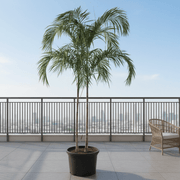 Carpentaria Acuminata "Carpentaria Palm" Multi Trunk Palm 2.5 - 3.0m - Greensouq - 