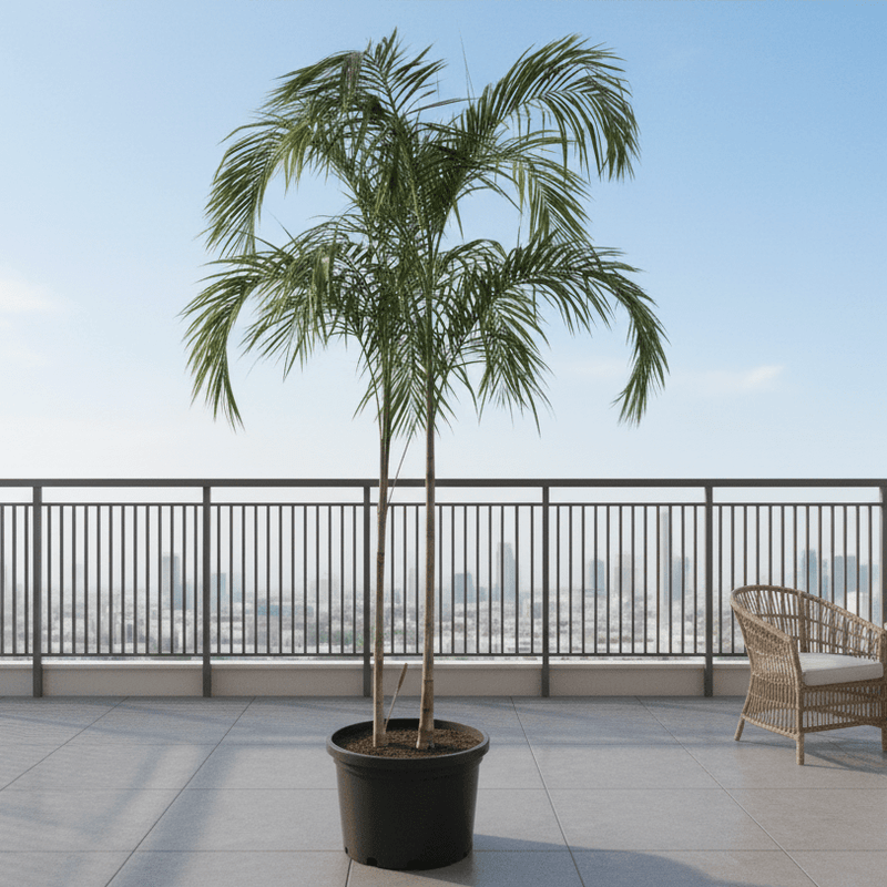 Carpentaria Acuminata "Carpentaria Palm" Multi Trunk Palm 2.5 - 3.0m - Greensouq - 