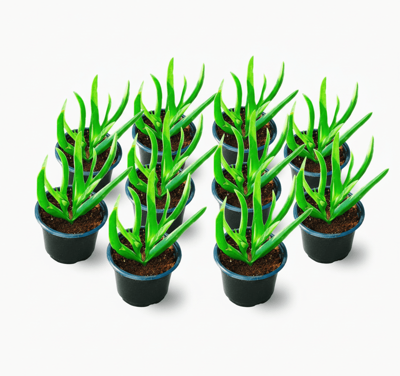 Carpobrotus edulis or Ice Plant 10 - 15cm, Healthy Outdoor Succulent Plant - Greensouq - 