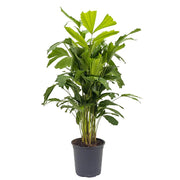 Caryota Mitis "Fishtail palm" نخيل ذيل السمكة - Greensouq - 