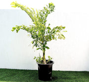 Caryota Mitis "Fishtail palm" نخيل ذيل السمكة - Greensouq - 