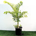 Caryota Mitis "Fishtail palm" نخيل ذيل السمكة - Greensouq - 