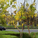 Cassia Fistula "Golden Shower Tree" 2.0 - 2.5m - Greensouq - 