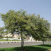 Cassia Nodosa Or Pink Shower Tree 2.5 - 3.0m - Greensouq - 