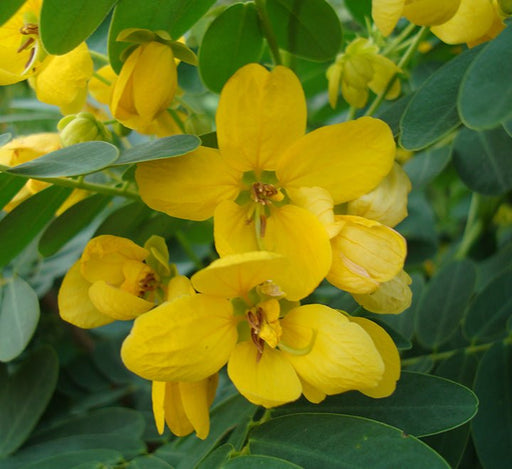 Cassia Surattensis "Scrambled Egg Plant" - Greensouq - 