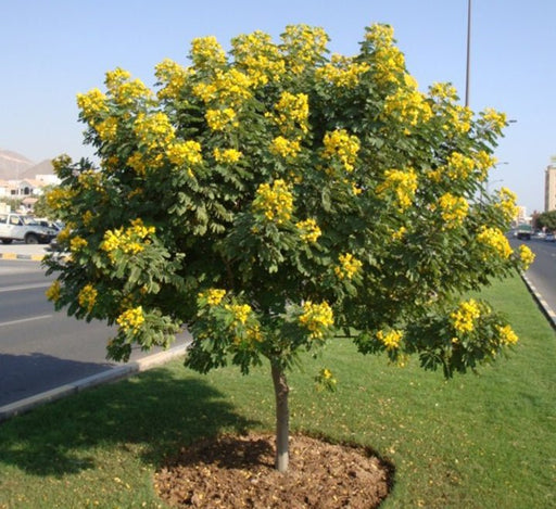 Cassia Surattensis "Scrambled Egg Plant" - Greensouq - 