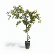 Cassia Surattensis "Scrambled Egg Plant" - Greensouq - 