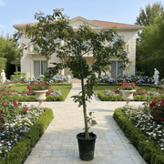 Cassia Surattensis "Scrambled Egg Plant" - Greensouq - 