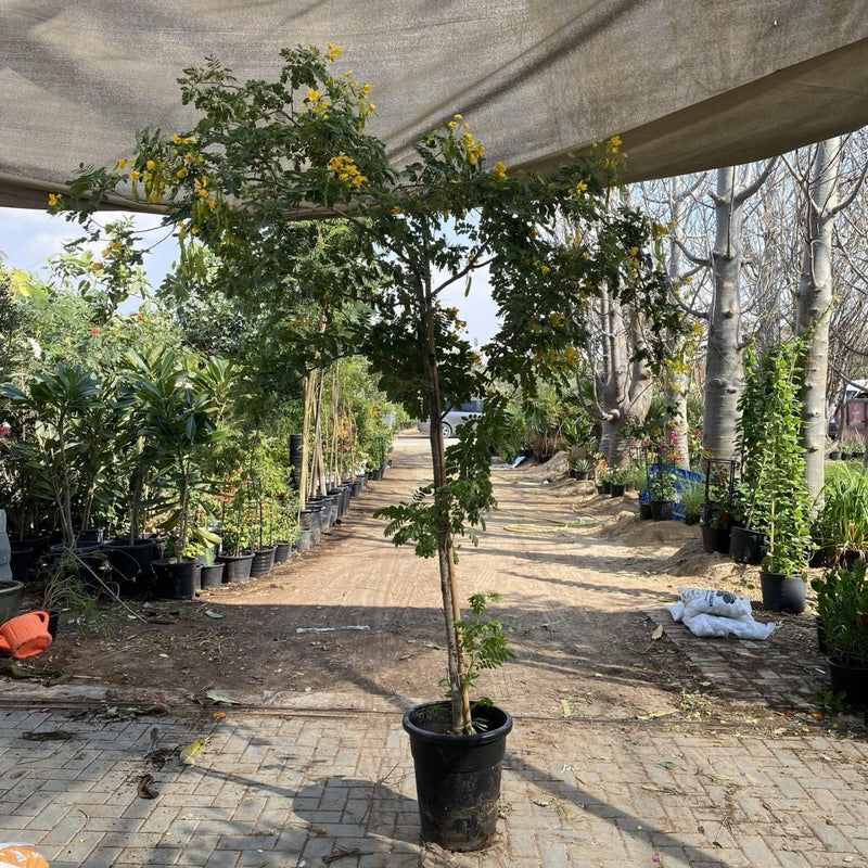 Cassia Surattensis "Scrambled Egg Plant" - Greensouq - 