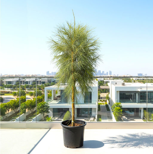 Casuarina Equisetifolia "Australian pine tree" 1.3 to 1.8m - Greensouq - 