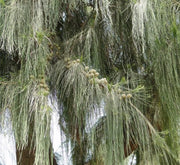 Casuarina Equisetifolia "Australian pine tree" 1.6 - 2.0m - Greensouq - 