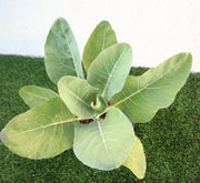 Cauliflower Organic Vegetable Plant - Greensouq - 
